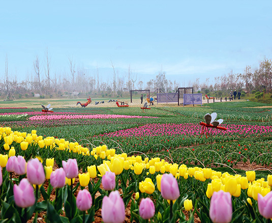 “韓城國際郁金香文化節”盛大開幕，就在今天！
