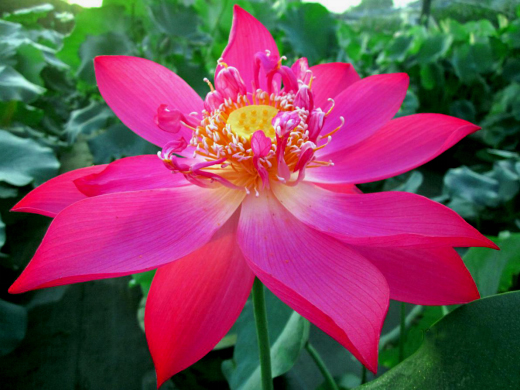 【人文動(dòng)態(tài)】人文園林在第九屆中國(guó)花卉博覽會(huì)上創(chuàng)佳績(jī)，榮獲1金1銀兩項(xiàng)大獎(jiǎng)