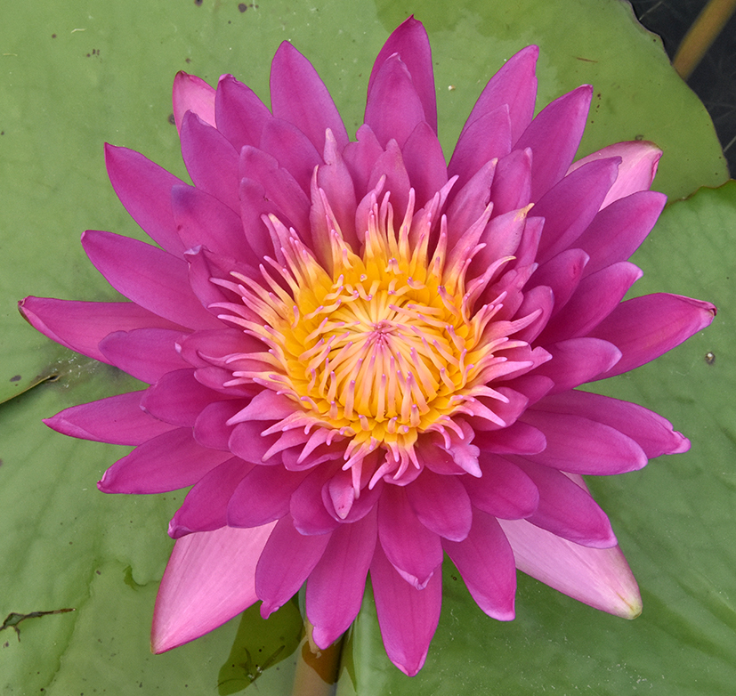 人文動(dòng)態(tài)丨11個(gè)睡蓮新品種再獲國際登錄，累計(jì)登錄總數(shù)高達(dá)63個(gè)！